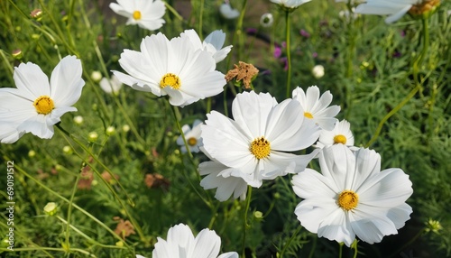 Beautiful cosmos flowers blooming in garden