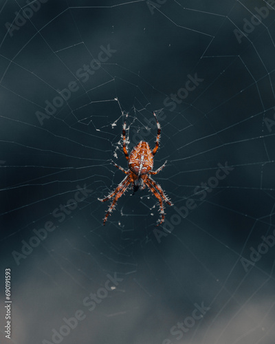 Kreuzspinne hängt in einem Spinnennetz