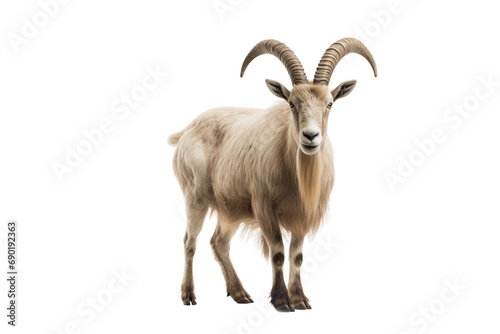 Long Horned Goat Portrait