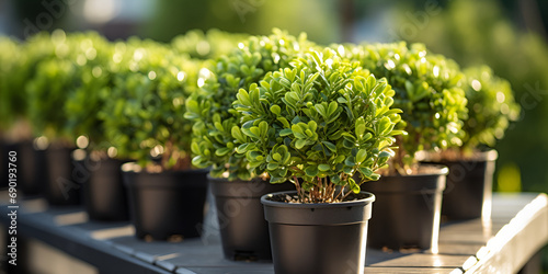Row Topiary Bushes Pots Sale Nursery Stock,European box plant photo