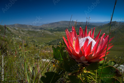 Obraz na płótnie king protea, Protea cynaroides, the largest flower head in the Protea genus