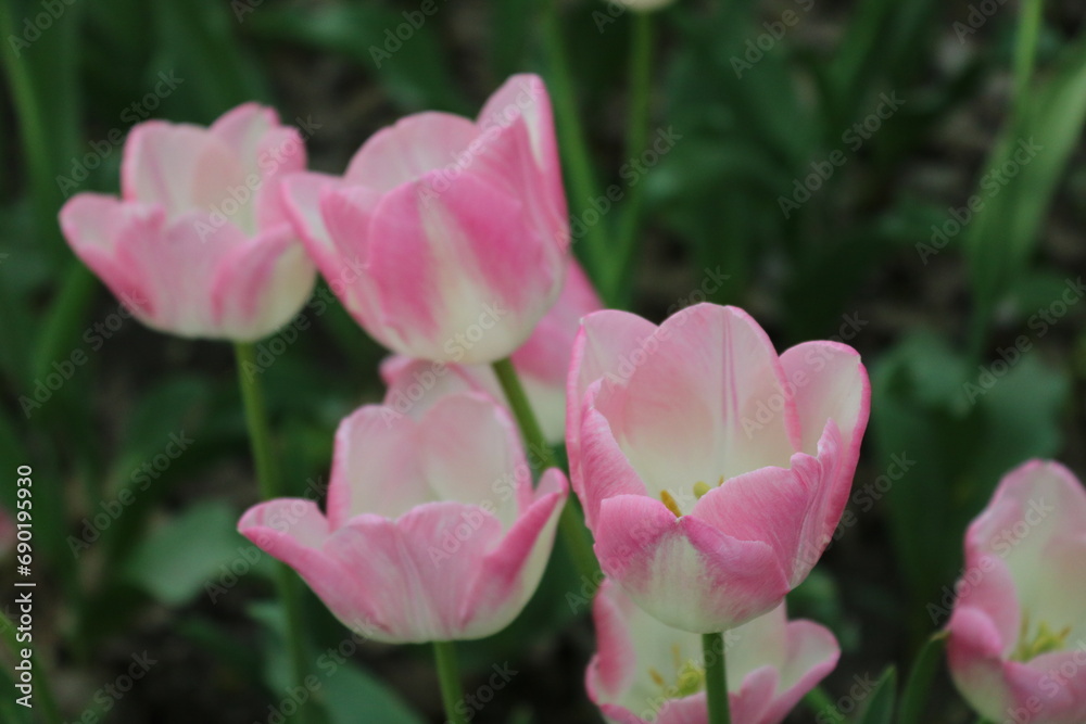 pink tulip flower pink tulip flower