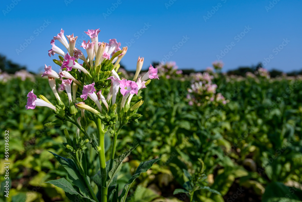 Pink tobacco flowers on field