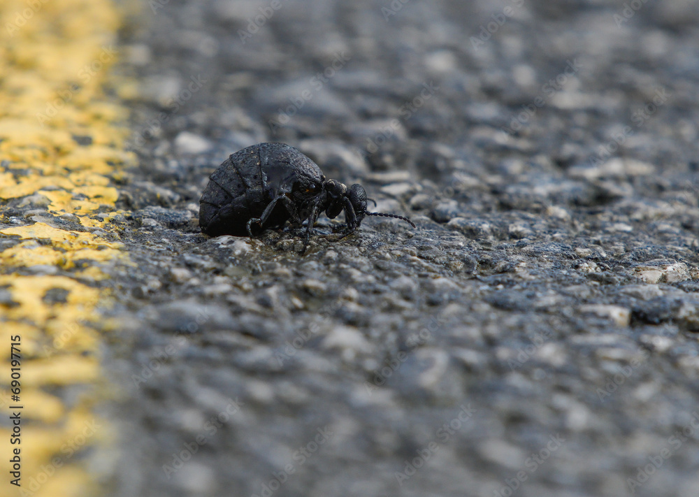 Closeup of Meloe mediterraneus on the asphalt of a road Closeup of Meloe mediterraneus on the asphalt of a road