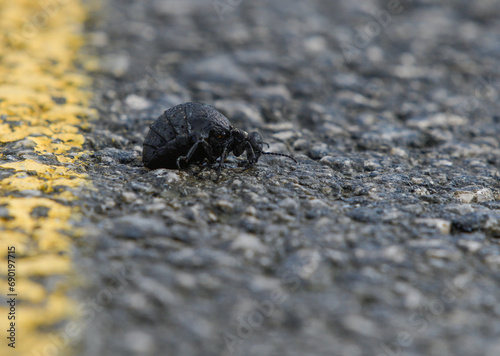 Closeup of Meloe mediterraneus on the asphalt of a road photo