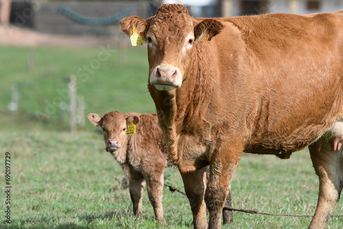 Closeup of a cow with her calf