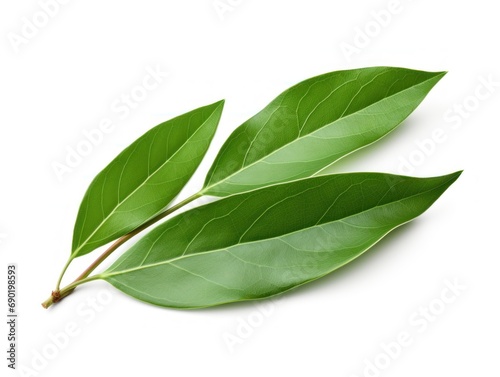 Bay leaf isolated on white background