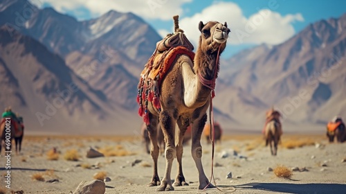 Camel is waiting for tourists in Hunder desert , Nubra valley , Leh Ladakh India photo