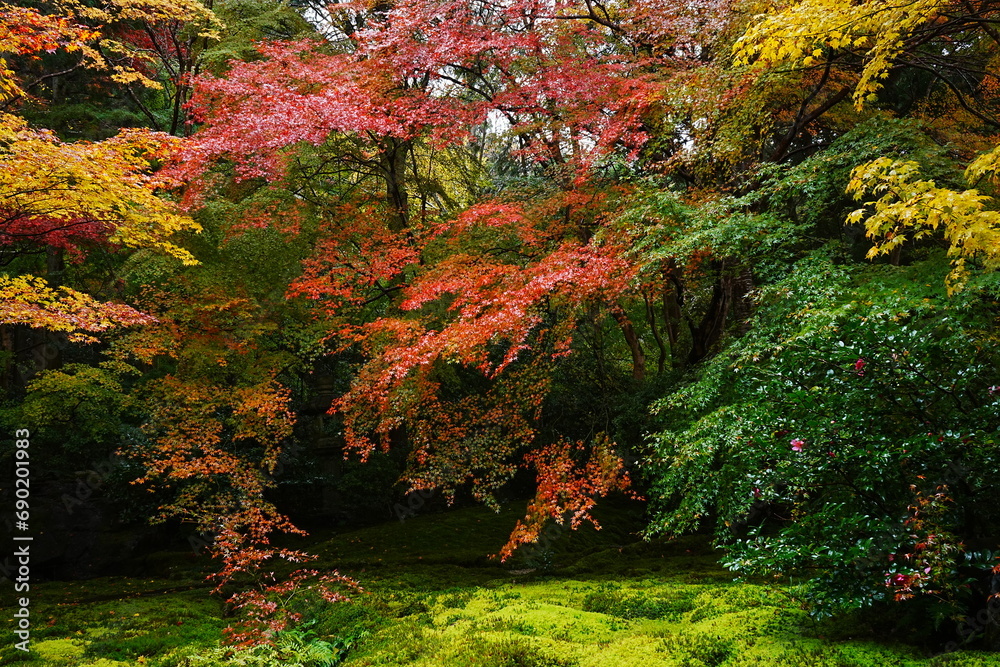 Red and Yellow Autumn Leaves at Komyo-ji Temple, Rurikoin in Kyoto, Japan - 日本 京都 光明寺 京都本院 瑠璃光院 秋の紅葉 Red and Yellow Autumn Leaves at Komyo-ji Temple, Rurikoin in Kyoto, Japan - 日本 京都 光明寺 京都本院 瑠璃光院 秋の紅葉
