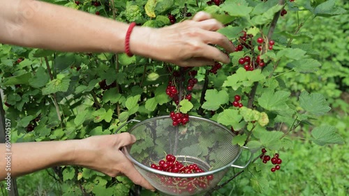 The woman collects red currant. Ripe berries of red currant on the branch. Healthy berries of red currant in a bowl in a summer garden. Healthy eating concept