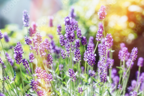 Lavender flowers blooming in the garden, beautifl flowering lavender photo