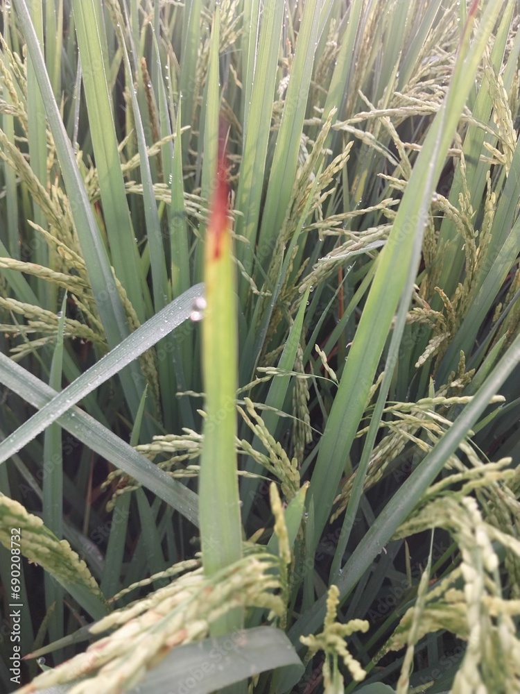 Obraz premium several tall, thin stalks of rice grow in the middle of the field
