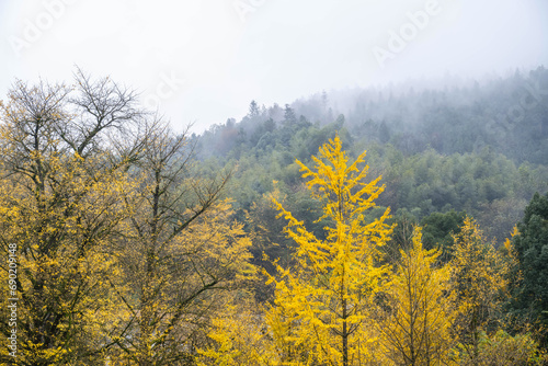 Ancient ginkgo tree in the rain