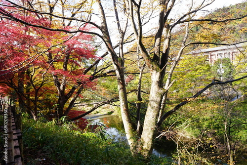 Red and Yellow Autumn Leaves at Komyo-ji Temple, Rurikoin in Kyoto, Japan 光明寺 京都本院 瑠璃光院 秋の紅葉 photo