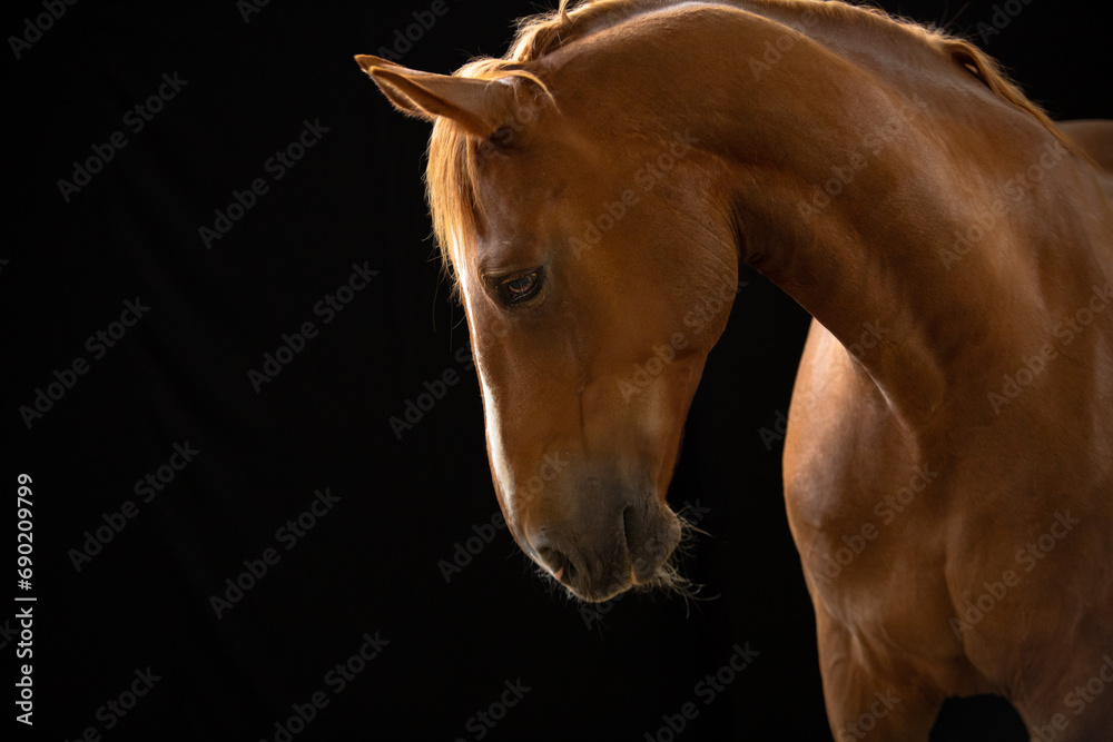 portret kasztanowtego konia na czarnym tle  - obrazy, fototapety, plakaty 