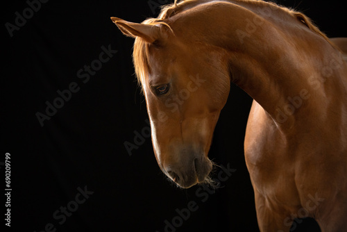 portret kasztanowtego konia na czarnym tle 