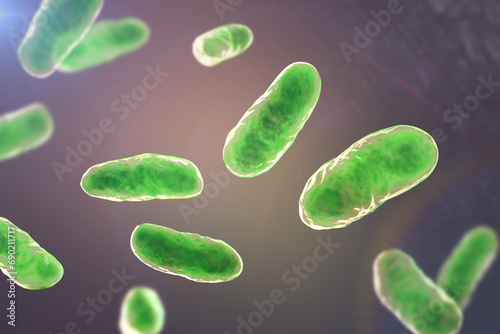 Haemophilus influenzae bacteria, 3D illustration photo