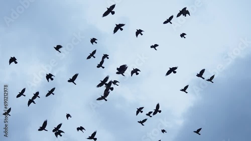 Flock of birds migrate across a sky, slow motion photo