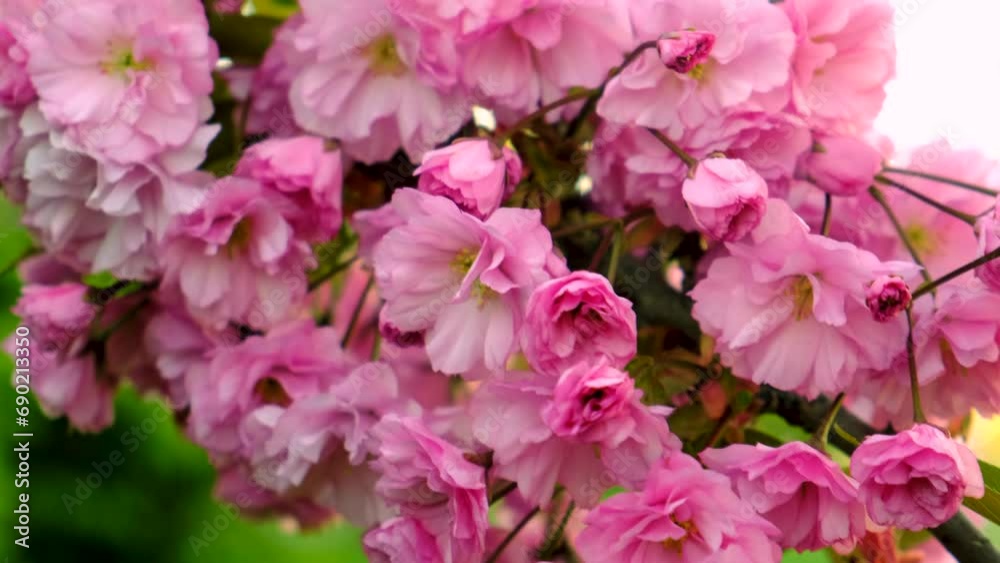 Sakura tree blossoms in spring. Selective focus. flowers. Sakura tree blossoms in spring. Selective focus. flowers.