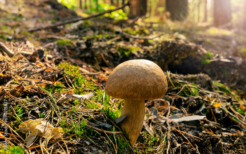 White mushroom in a pine autumn forest. Boletus Edulis. Edible mushroom, illuminated by the bright sun. Close-up. Soft focus.