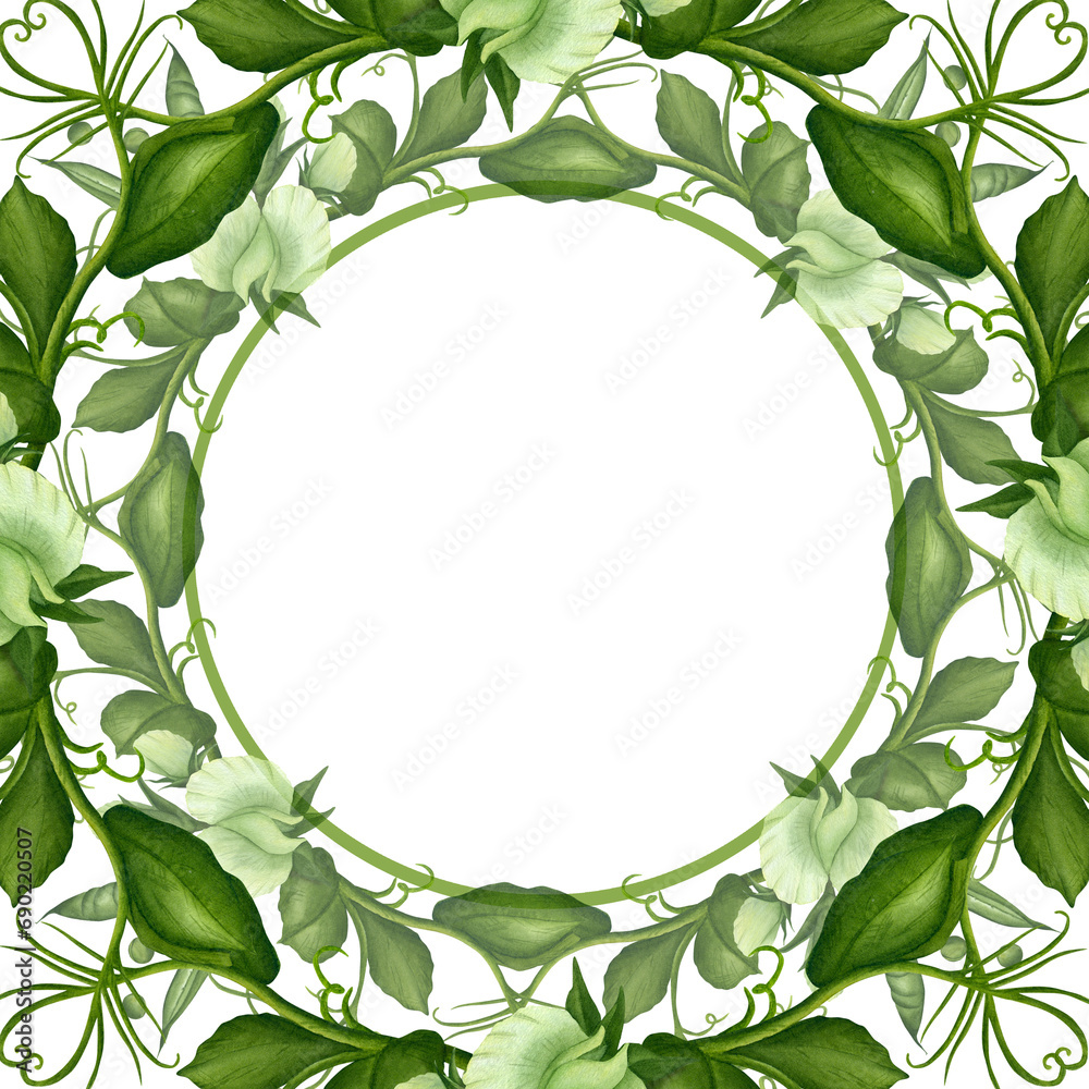 Naklejka premium Frame, postcard made of green pea twigs, flowers, curls and green pods on a white background. Watercolor illustration. Template for postcards, frames, invitations, greetings. food, wedding