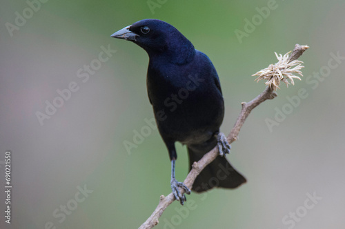  Shiny cowbird in Calden forest environment, La Pampa Province, Patagonia, Argentina. photo