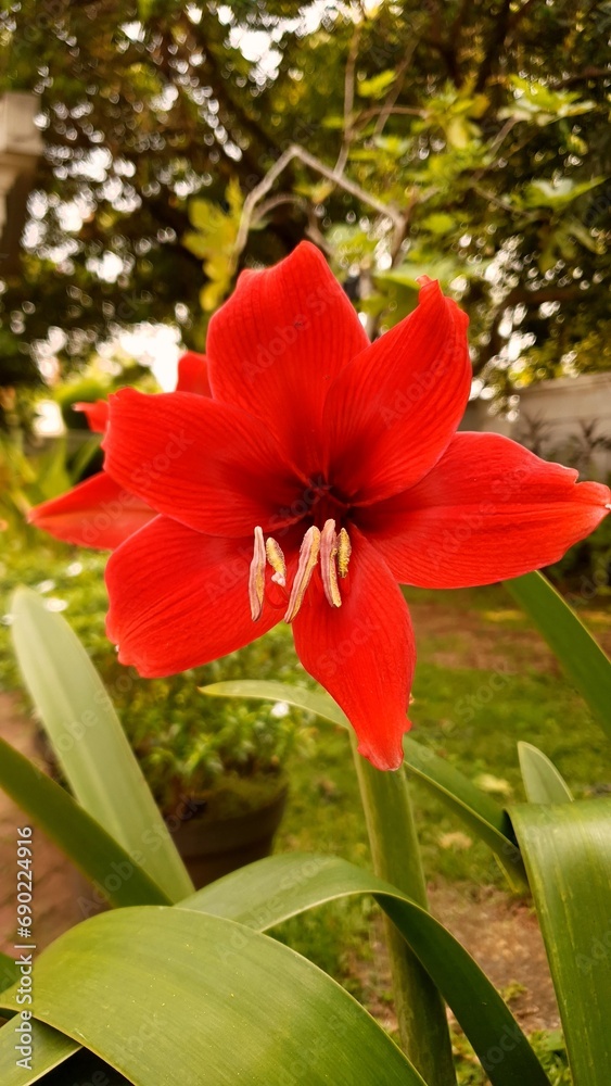 Amaryllis Flower Amaryllis Flower