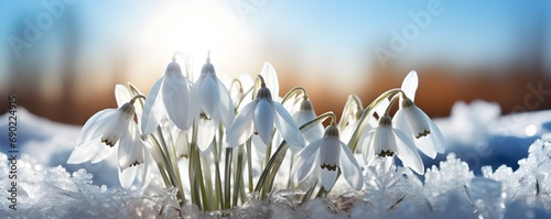 Snowdrops emerging from snow, signaling spring's arrival, against a backdrop of soft blue light, imbolc theme photo