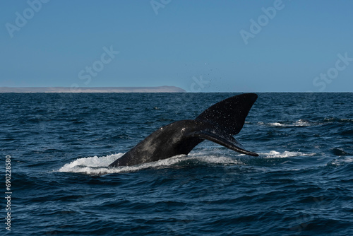 Sohutern right whale tail lobtailing  endangered species  Patagonia Argentina