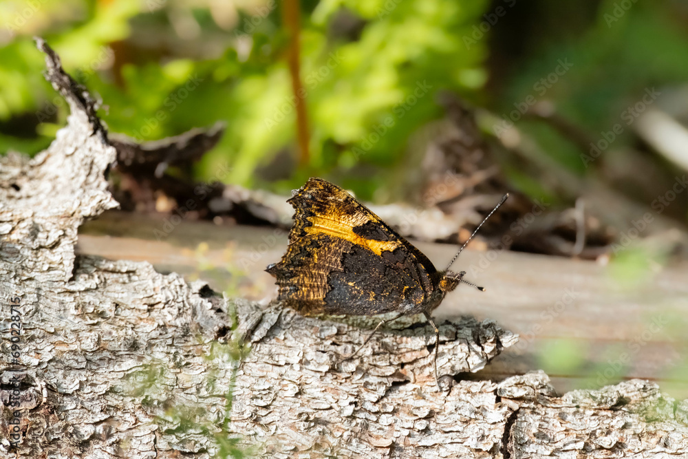 Obraz premium Beautiful small tortoiseshell butterfly in the german alps