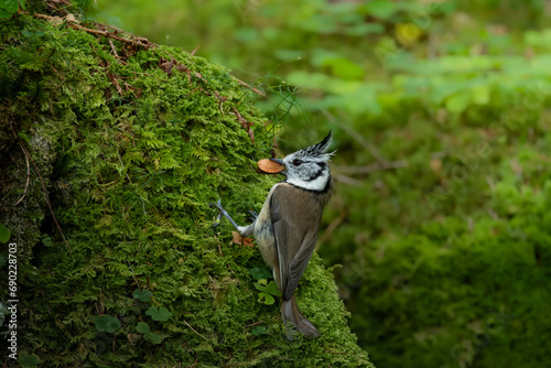 Crested tit in the german alps