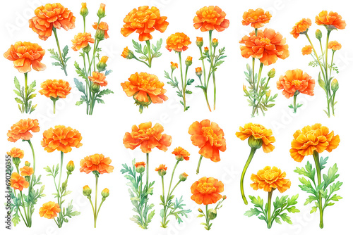  marigold watercolor illustration clipart. Generative AI photo