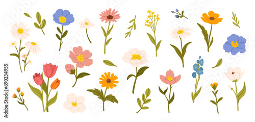 Spring flowers. Cartoon wildflowers chamomile, tulip and forget-me-not, cornflower and sage with leaves, floral botanical elements. Blossom of garden flower vector set