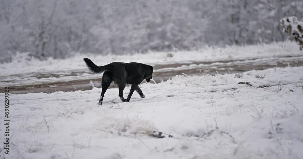 Black huter dog running in the snow, slow motion Black huter dog running in the snow, slow motion