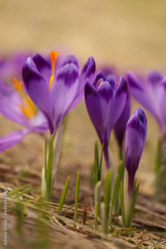 Tatrzańskie krokusy w Dolinie Chochołowskiej, piękny początek wiosny. Tatra crocuses in the Chochołowska Valley, a beautiful beginning of spring.