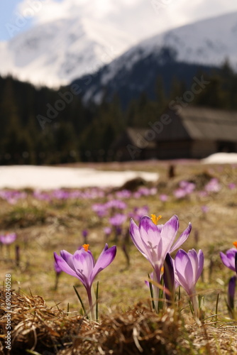 Tatrzańskie krokusy w Dolinie Chochołowskiej, piękny początek wiosny. Tatra crocuses in the Chochołowska Valley, a beautiful beginning of spring.