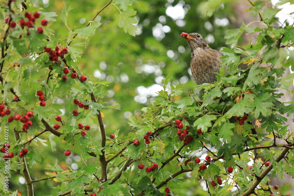 Piękny ptak w zielonej koronie drzew, je czerwone owoce. A beautiful bird in the green treetop, eats red fruits.