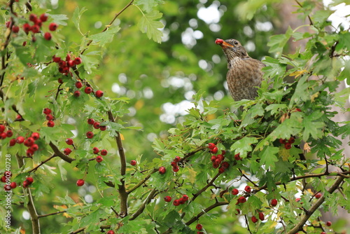 Obraz na płótnie Piękny ptak w zielonej koronie drzew, je czerwone owoce. A beautiful bird in the green treetop, eats red fruits. w salonie