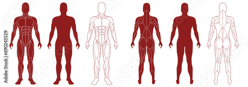 Male figure with anatomical muscles front and back view set. Red silhouette of muscle structure with biological outline of structure for medical and training vector design