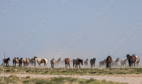 Herd of Wild Horses in the Utah Desert in Springtime © natureguy