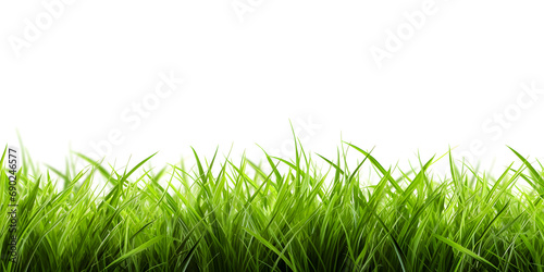 Isolated green grass on white