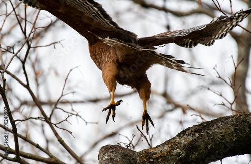 Taking flight: A red-shouldered hawk takes off