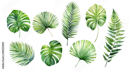 tropical plant leaves, palm leaves and monstera on white background,Exotic plants, vector watercolor illustration,Palm Sunday photo