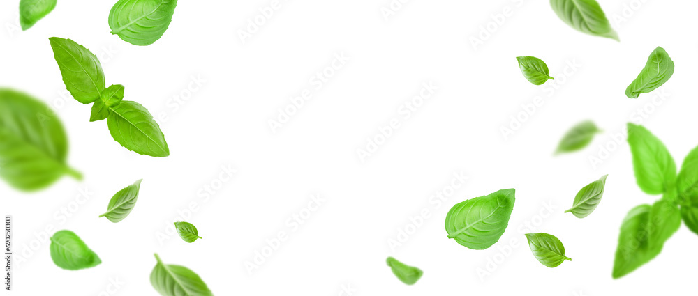 Basil leaves isolated in white. Banner with flying basil leaves. Ingredient, spice for cooking. Food levitation concept. Green basil leaves collection top view space for advertising and text. - obrazy, fototapety, plakaty 