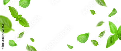 Basil leaves isolated in white. Banner with flying basil leaves. Ingredient, spice for cooking. Food levitation concept. Green basil leaves collection top view space for advertising and text.