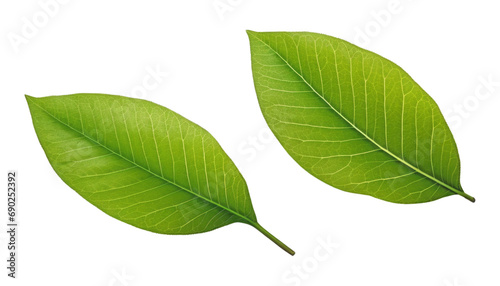 two green leaf isolated on transparent background cutout