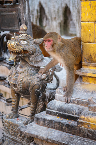 Monkey in an ancient religious complex Swayambhunath in Kathmandu, Nepal. Rhesus Monkey