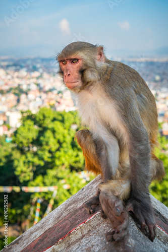 Monkey in an ancient religious complex Swayambhunath in Kathmandu, Nepal. Rhesus Monkey