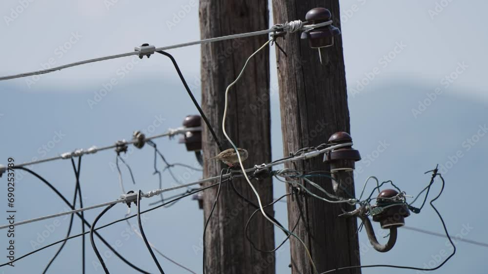 Sparrow bird sitting on power line electric wiring and tweeting