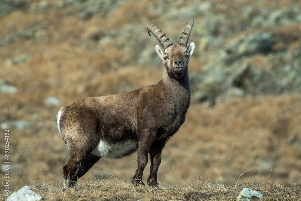 Male alpine ibex (Capra ibex) standing proudly in an alpine meadow against rocky slopes background, Italian Alps, Winter, horinzontal.